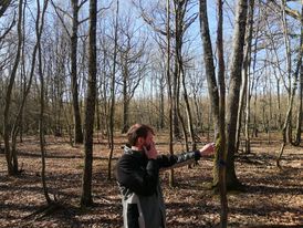 Tour d'horizon relascopique permettant d'estimer le capital sur pied de la forêt. Surface terrière ; tour d'horizon relascopique ; capital sur pied; sylviculture irrégulière