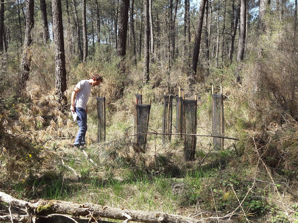 Plantation d'enrichissement sous couvert de pins maritimes. plantation d'enrichissement sous couvert