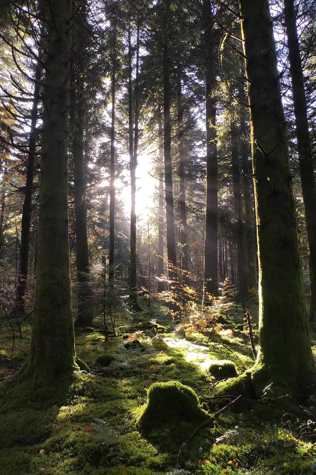 boisement ; reboisement